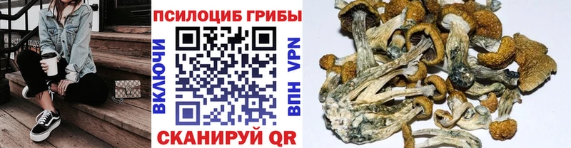 Псилоцибиновые грибы Psilocybine cubensis  закладка  Амурск 
